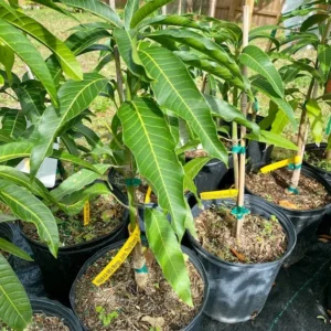 Brahm Kai Meu Mango Tree - Thai Green Sweet Mango Grafted - 2 ft Tall - 3 Gal Pot