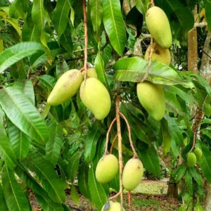 Brahm Kai Meu Mango Tree - Thai Green Sweet Mango Grafted - 2 ft Tall - 3 Gal Pot
