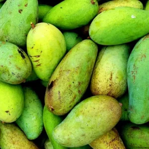 Brahm Kai Meu Mango Tree - Thai Green Sweet Mango Grafted - 3-4 ft - 3 Gal Pot
