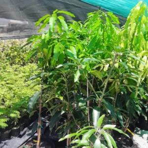 Brahm Kai Meu Mango Tree - Thai Green Sweet Mango Grafted - 3-4 ft - 3 Gal Pot