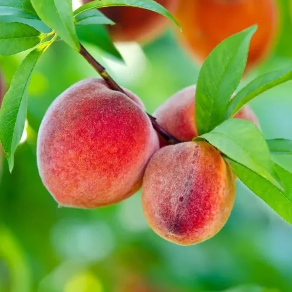 Burbank July Elberta Peach Tree - Fruit Tree - 1.5 to 3 Feet Tall