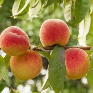Burbank July Elberta Peach Tree - Fruit Tree - 1.5 to 3 Feet Tall