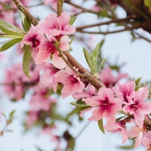 Burbank July Elberta Peach Tree - Fruit Tree - 1.5 to 3 Feet Tall