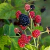 Bushel and Berry Plant - Baby Cakes - Blackberry Plant - Quart Potted