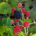 Bushel and Berry Plant - Baby Cakes - Blackberry Plant - Quart Potted