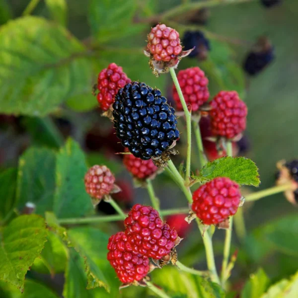 Bushel and Berry Plant - Baby Cakes - Blackberry Plant - Quart Potted
