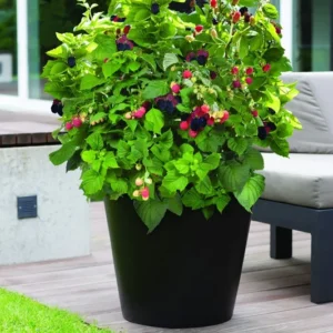 Bushel and Berry Plant - Baby Cakes - Blackberry Plant - Quart Potted