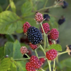 Bushel and Berry Plant - Baby Cakes - Blackberry Plant - Quart Potted