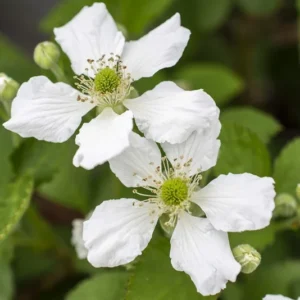 Bushel and Berry Plant - Baby Cakes - Blackberry Plant - Quart Potted