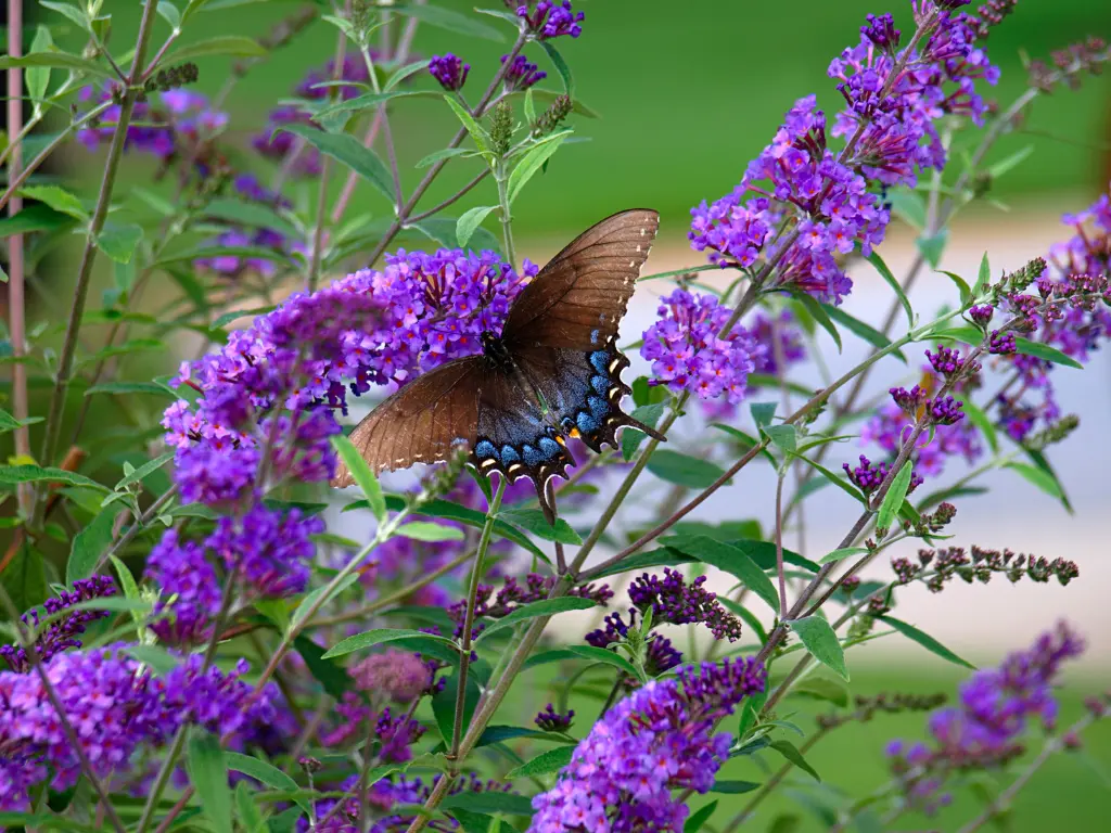 Butterfly Bush (Buddleia)