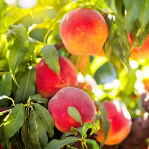 Early Elberta Peach Tree Bare Root 3-4 Ft - Fruit Tree - Fast Growing
