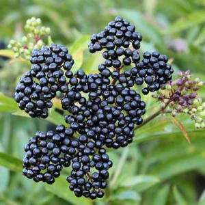 Live Elderberry Bush Plants - 1-3 Feet Tall - Ready for Planting