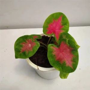 Postman Joyner Caladium Bulbs - Perennial Foliage Plants - 5 Bulbs per Pack