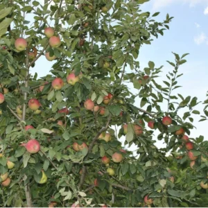 Jonathan Apple Tree Live Plant - 2-3 Inch Red Apple Fruit Tree - Grow Indoors/Outdoors