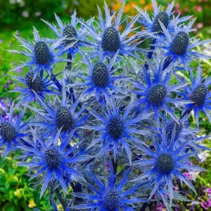 Big Blue Sea Holly Plant Bulbs Bag -1 Bulbs Per Pack
