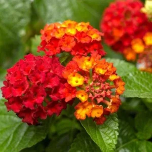 Lantana Red Plant Live Perennial Outdoor Flowers 4-6 Inch