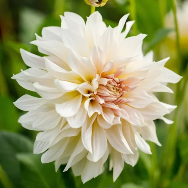 Cafe Au Lait Dinnerplate Dahlia Flower Bulbs - 1 Bulbs Per Pack