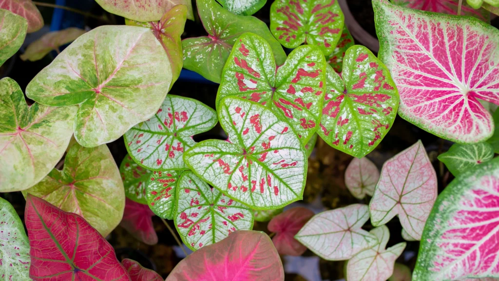Caladium varieties