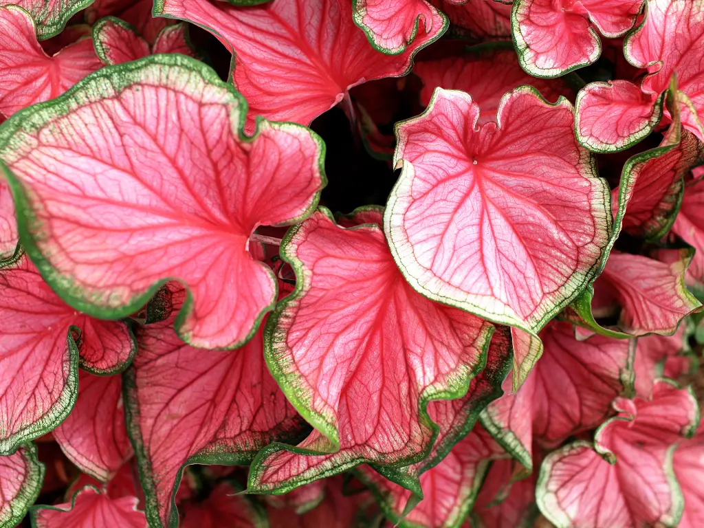 Caladium ‘Florida Sweetheart’
