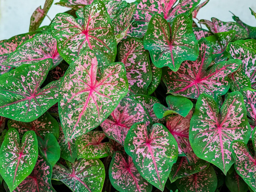 Caladium ‘Pink Beauty’