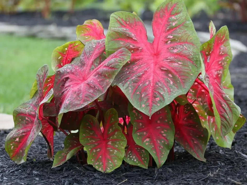 Caladium ‘Red Flash’