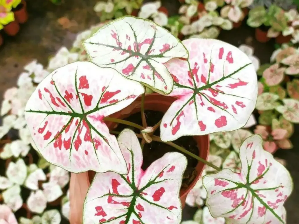Caladium ‘Strawberry Star’