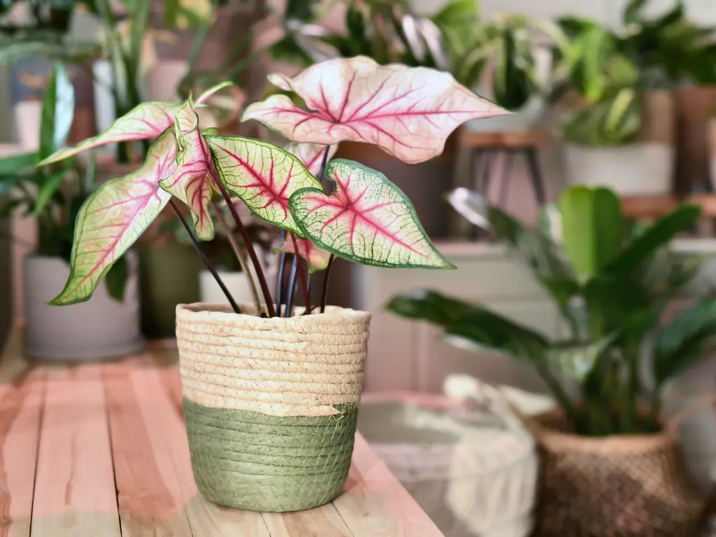 Caladium ‘White Queen’