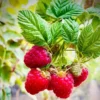 Caroline Red Raspberry Plant 3 Pack - Bare Root for Home Gardens