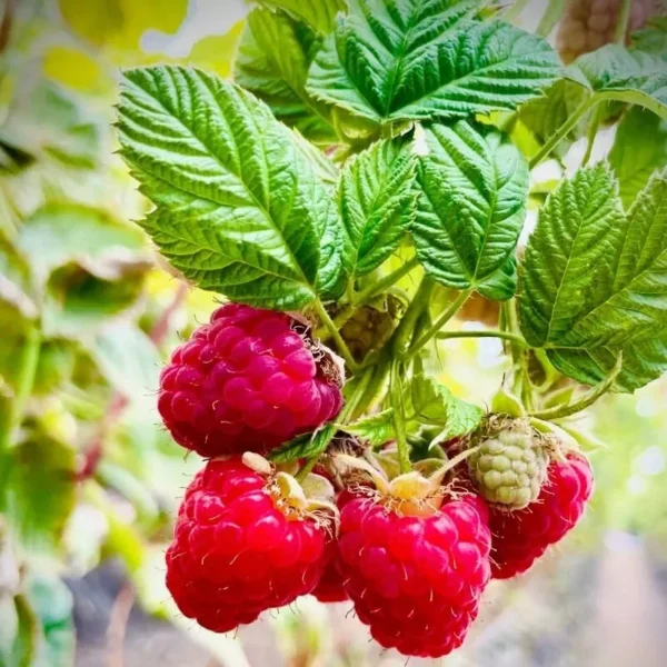 Caroline Red Raspberry Plant 3 Pack - Bare Root for Home Gardens