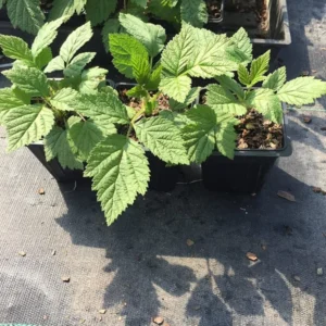 Caroline Red Raspberry Plant - Everbearing - 4 inch Pot - Spring Planting