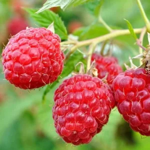 Caroline Red Raspberry Plant - Everbearing - 4 inch Pot - Spring Planting