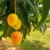 Carrier Mango Tree Live Plant - 1-2 ft Grafted Mango Tree in 3gal Container