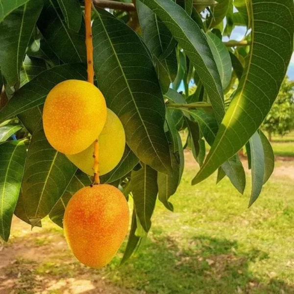 Carrier Mango Tree Live Plant - 1-2 ft Grafted Mango Tree in 3gal Container