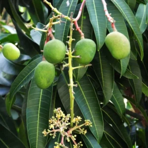 Carrier Mango Tree Live Plant - 1-2 ft Grafted Mango Tree in 3gal Container