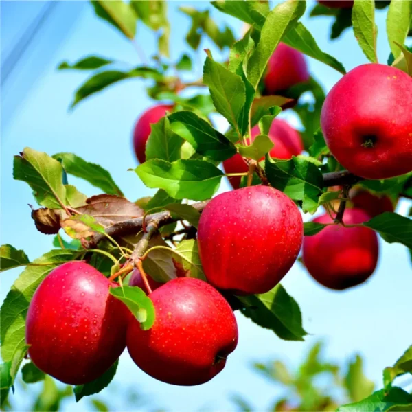 Chenango Strawberry Apple Tree - Bare Root 4-5 Ft - Heirloom Variety