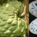 Cherimoya El Bumpo Tree - Grafted Live Plant - 1 to 2 ft - 3 Gal Pot