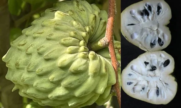 Cherimoya El Bumpo Tree - Grafted Live Plant - 1 to 2 ft - 3 Gal Pot