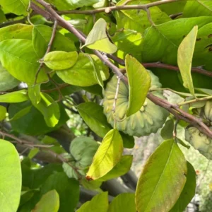 Cherimoya El Bumpo Tree - Grafted Live Plant - 1 to 2 ft - 3 Gal Pot