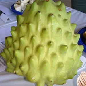 Cherimoya El Bumpo Tree - Grafted Live Plant - 1 to 2 ft - 3 Gal Pot
