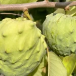 Cherimoya el bumpo Grafted Tree - 1 to 2 ft Tall - 3 Gallon Pot