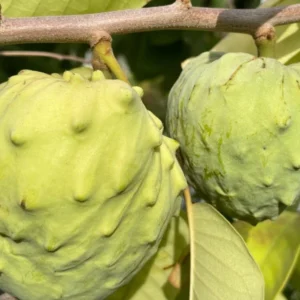 Cherimoya el bumpo Grafted Tree - 1 to 2 ft Tall - 3 Gallon Pot