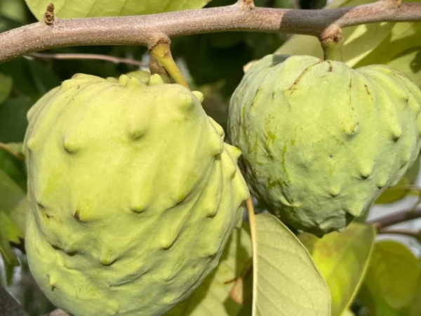 Cherimoya el bumpo Grafted Tree - 1 to 2 ft Tall - 3 Gallon Pot