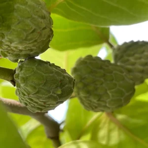 Cherimoya el bumpo Grafted Tree - 1 to 2 ft Tall - 3 Gallon Pot
