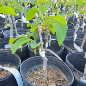 Cherimoya el bumpo Grafted Tree - 1 to 2 ft Tall - 3 Gallon Pot