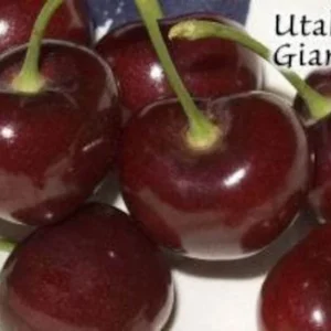 Cherry Utah Giant Tree - Grafted Fruit Tree - 3-4 ft Tall - 3 Gal Pot