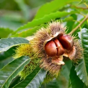 Chinese Chestnut Tree - Bare Root Plant 2-4 Feet - Fast Growing Shade