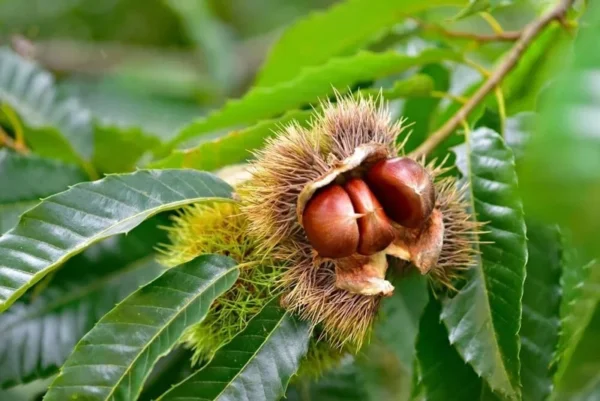 Chinese Chestnut Tree - Bare Root Plant 2-4 Feet - Fast Growing Shade