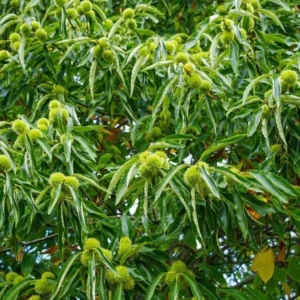 Chinese Chestnut Tree - Bare Root Plant 2-4 Feet - Fast Growing Shade