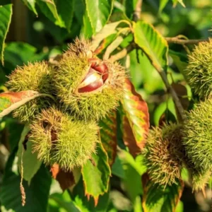 Chinese Chestnut Tree - Bare Root Plant 2-4 Feet - Fast Growing Shade