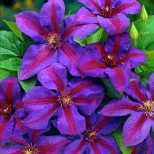 Clematis Mrs N Thompson Plant - 3-4 Inch Potted Vine - Flowering Clematis